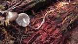 Mycena maculata image