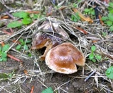 Hebeloma cavipes image