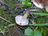 Hebeloma cavipes image