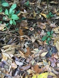 Leucoagaricus rubrotinctus image