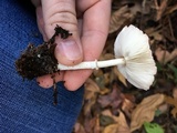 Leucoagaricus rubrotinctus image