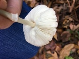 Leucoagaricus rubrotinctus image