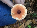 Leucoagaricus rubrotinctus image