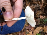 Leucoagaricus rubrotinctus image