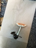 Leucoagaricus rubrotinctus image