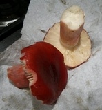 Russula sanguinaria image