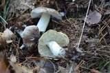 Tricholoma portentosum image