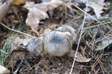 Tricholoma portentosum image