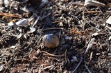 Tricholoma portentosum image