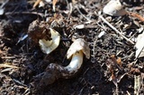 Tricholoma portentosum image