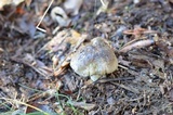 Tricholoma portentosum image