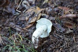 Tricholoma portentosum image