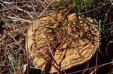 Onnia tomentosa image