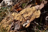 Onnia tomentosa image