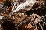 Onnia tomentosa image