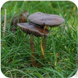 Psilocybe stuntzii image