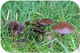 Psilocybe stuntzii image