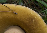 Boletus fibrillosus image