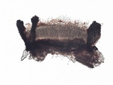Coccomyces dentatus image