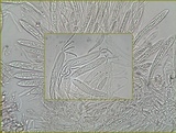 Coccomyces dentatus image