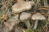 Tricholoma terreum image