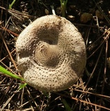 Lepiota cortinarius image