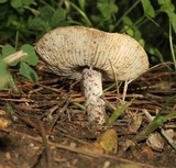 Lepiota cortinarius image