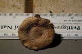 Lepiota cortinarius image