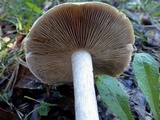 Hebeloma sinapizans image