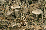 Tricholoma terreum image
