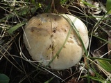 Hebeloma sinapizans image