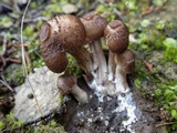 Inocybe bongardii image