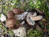 Inocybe bongardii image