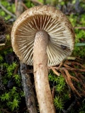 Inocybe bongardii image