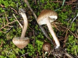 Inocybe bongardii image