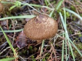 Inocybe bongardii image