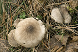 Tricholoma terreum image