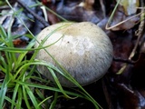 Cortinarius infractus image