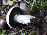 Cortinarius infractus image