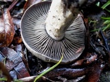 Cortinarius infractus image