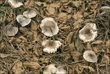 Tricholoma terreum image