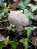 Cortinarius infractus image
