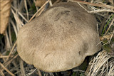 Tricholoma terreum image
