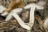 Tricholoma terreum image