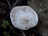 Clitopilus prunulus image