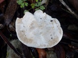 Clitopilus prunulus image