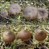 Entoloma vernum image