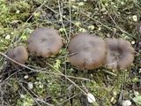 Entoloma vernum image
