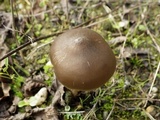 Entoloma vernum image