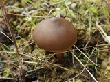 Entoloma vernum image